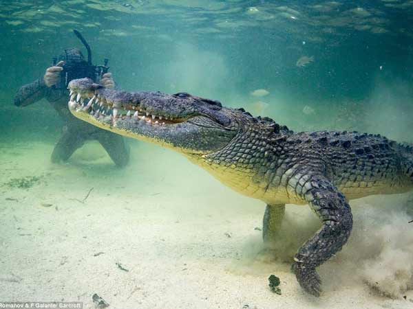Chiêm bao thấy cá sấu nên đánh số đề con bao nhiêu?