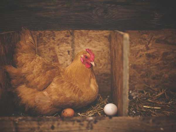 Chiêm bao thấy gà để trứng đánh con gì?