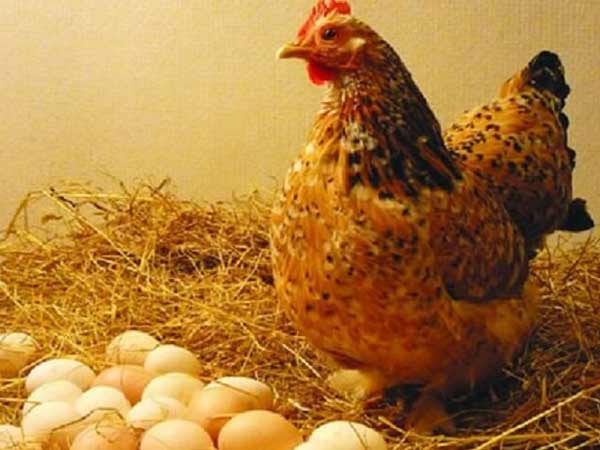 Mơ thấy gà đẻ trứng là điềm báo gì?