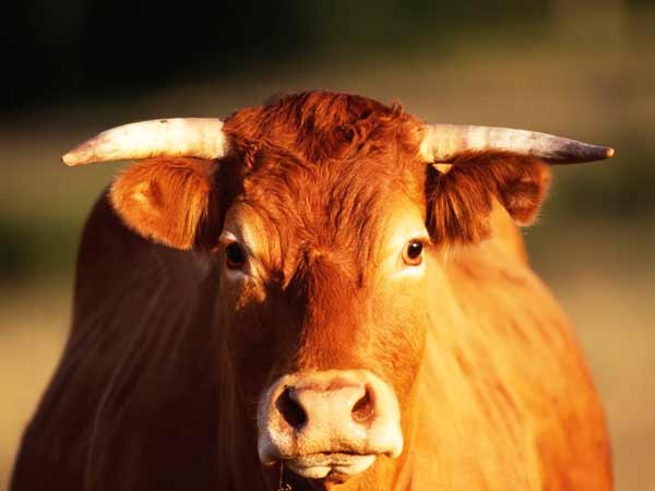 Mơ thấy con bò là điềm báo lành hay dữ?