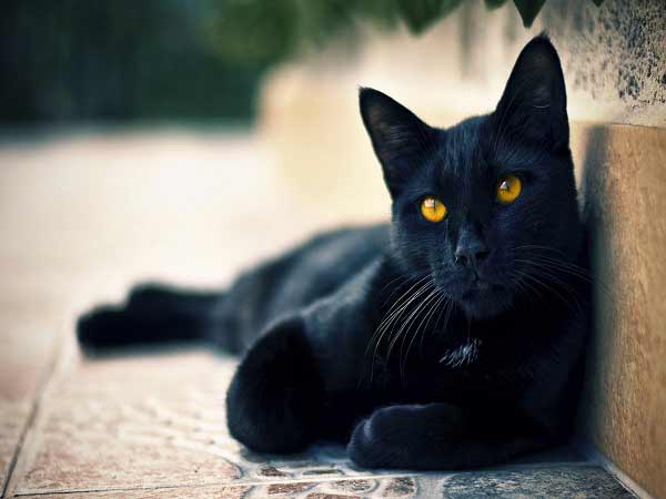 Nằm mơ thấy mèo đen đánh con gì? Giải mã ý nghĩa