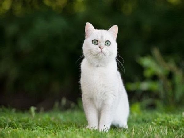 Mơ thấy mèo trắng có điềm gì – Chiêm bao thấy mèo trắng đánh con gì