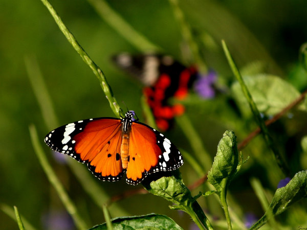 Nằm mơ thấy bướm đánh con gì, chốt số mấy dễ thắng lớn?