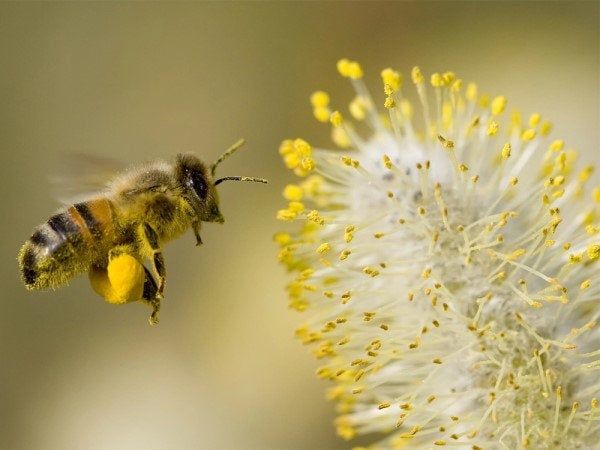 Nằm mơ thấy ong đánh con gì, chốt số mấy dễ thắng lớn?