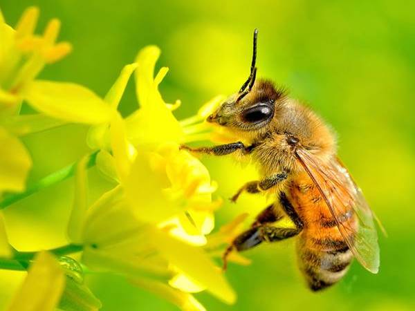 Con ong số mấy? Tổng hợp ý nghĩa giấc mơ thấy ong