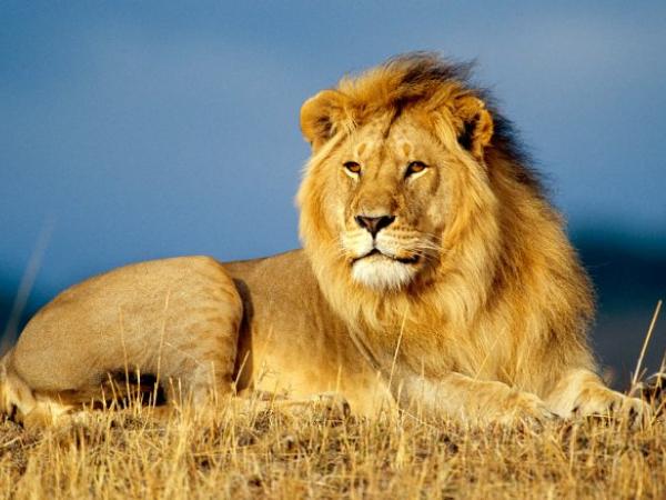 Nằm mơ thấy con sư tử số mấy, đánh con gì thu về thưởng lớn?